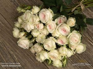 ROSE BR. WHITE SENSATION